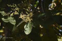 Buchanania cochinchinensis